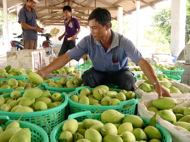 Xoài chỉ còn 3.000 đồng/kg.