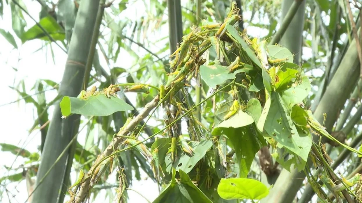 Chau chau Quang Binh anh 3