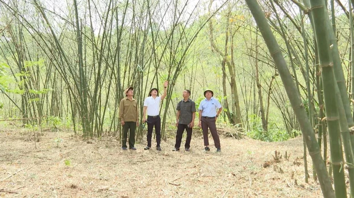 Chau chau Quang Binh anh 4