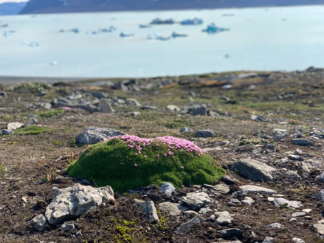 Du lich chau Au,  thi tran Longyearbyen,  gau Bac Cuc anh 2