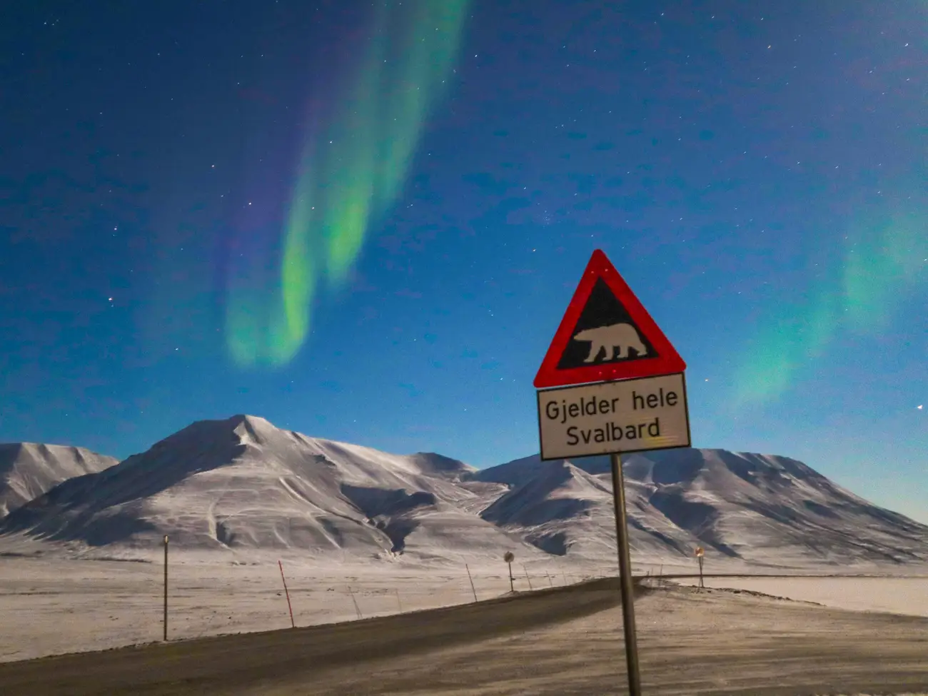 Du lich chau Au,  thi tran Longyearbyen,  gau Bac Cuc anh 1