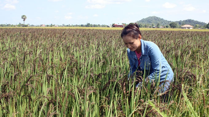 Cô Si Pasot, cán bộ nông nghiệp huyện Muang Khong trên cánh đồng lúa tím.