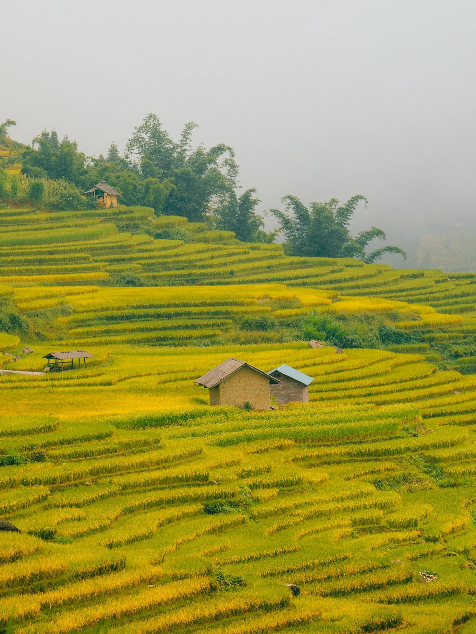 Tay Bac mua vang anh 18