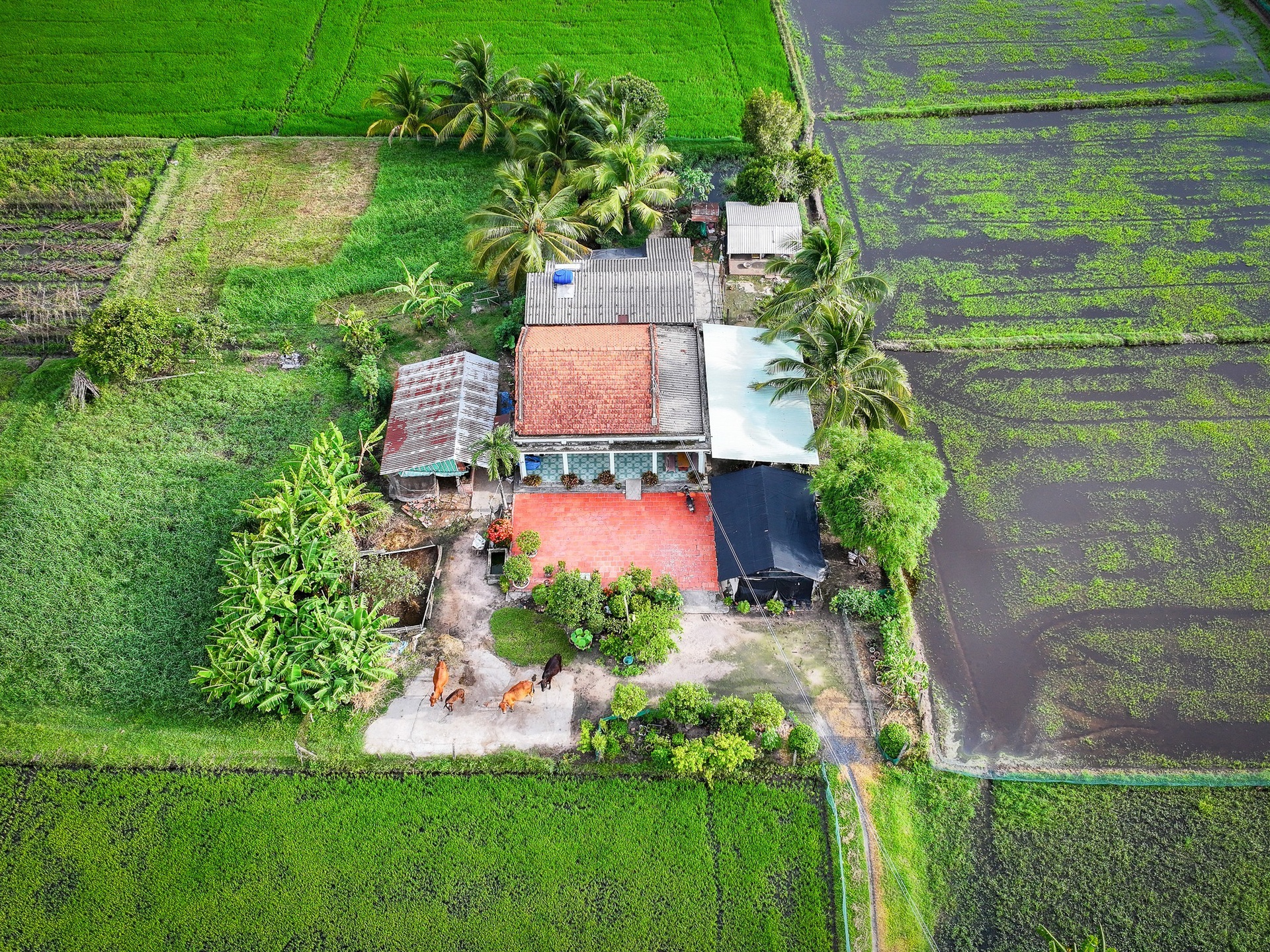 ទិញរូបថត 11