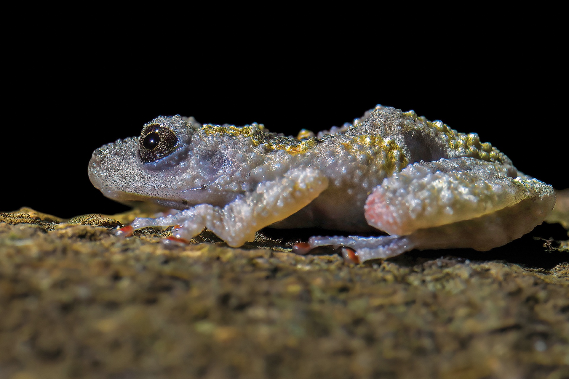 Mr. Hoang Da Vietnam, part 11