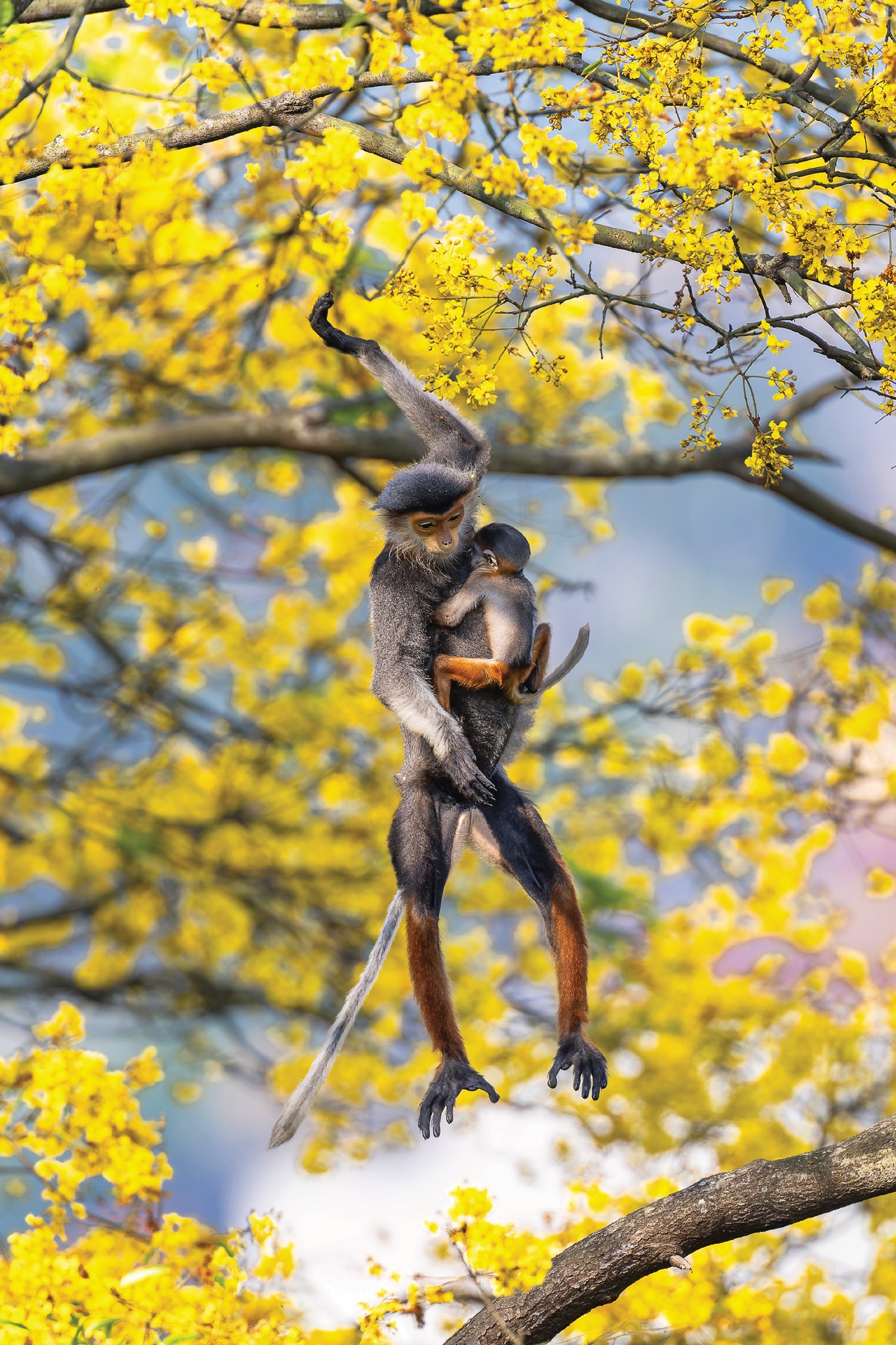 Vietnamský císař, část 4