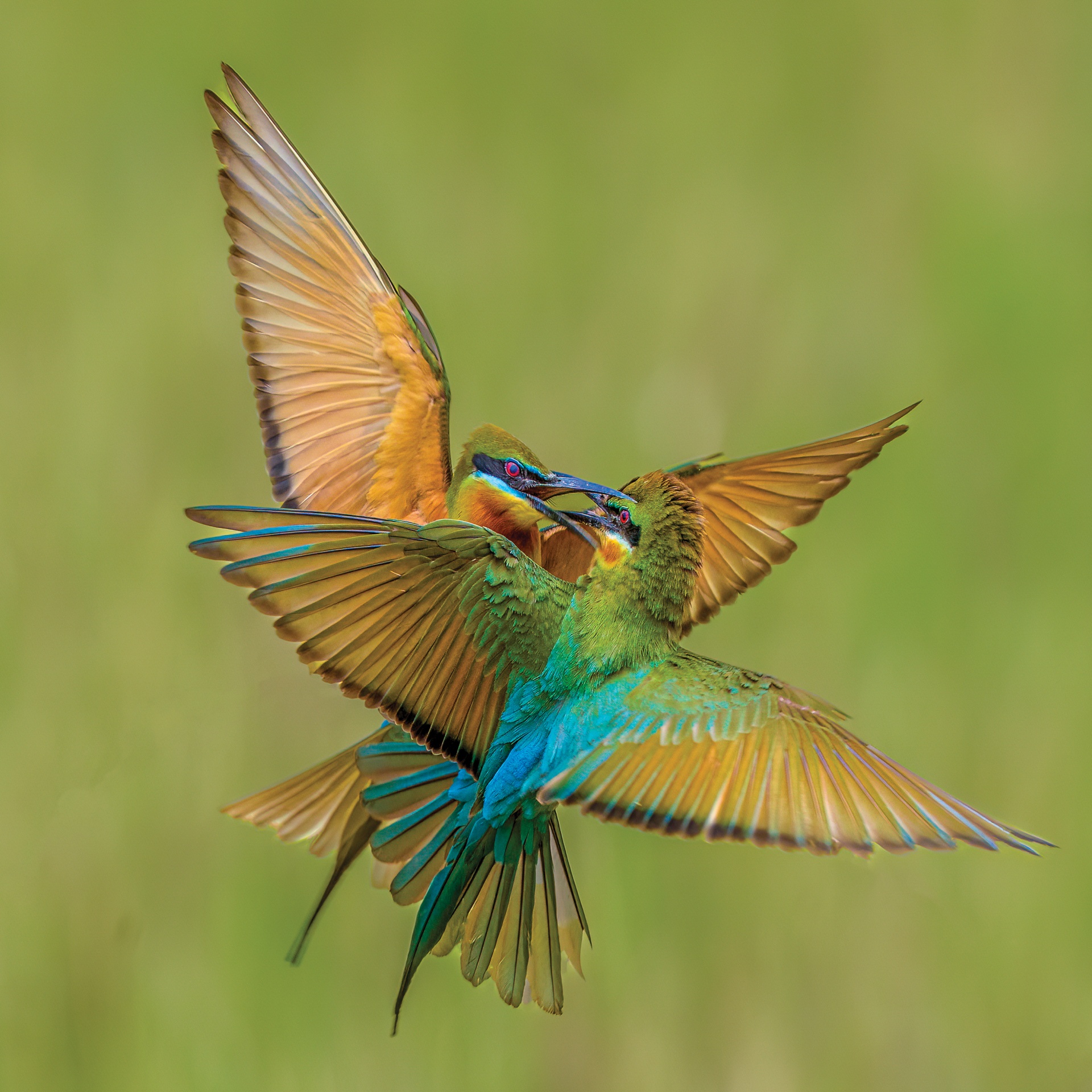 Pan Hoang Da Vietnam, 3. část