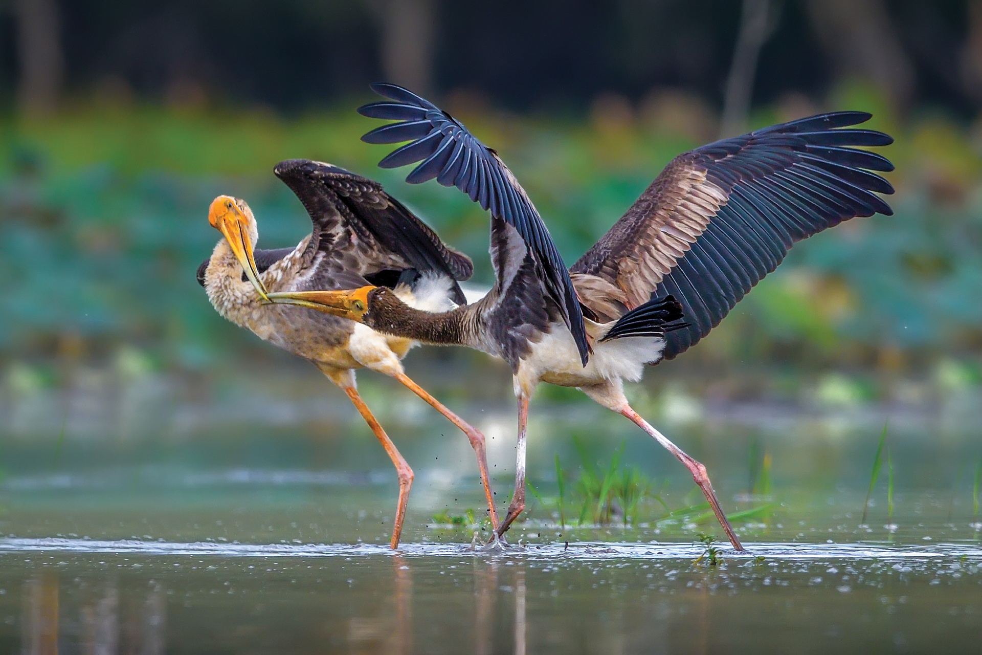 Mr. Hoang Da Vietnam, part 6