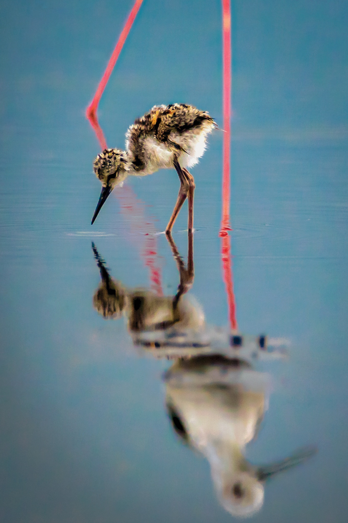 Pan Hoang Da Vietnam, 5. část