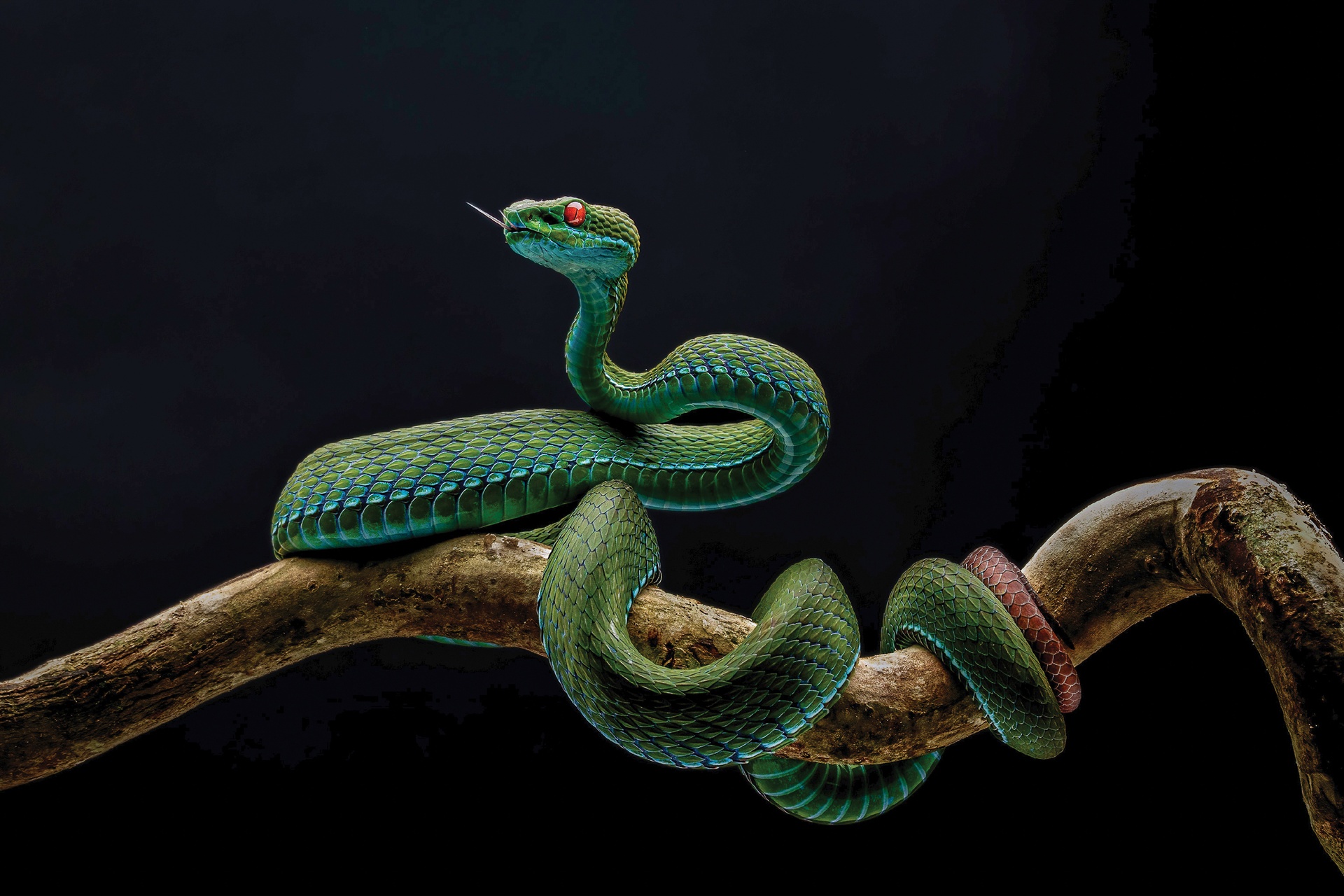 Pan Hoang Da Vietnam, 8. část