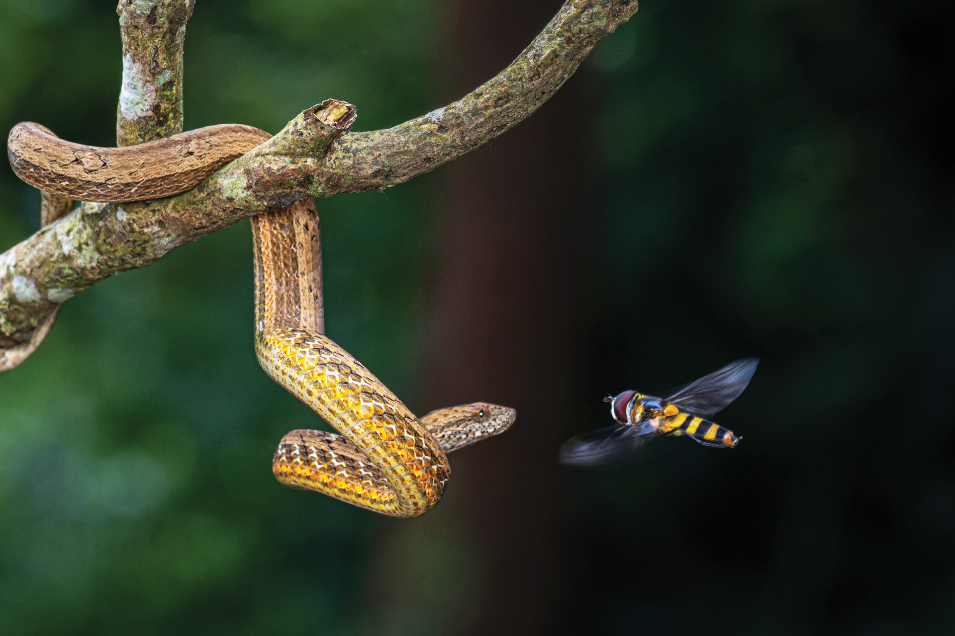 Pan Hoang Da Vietnam, 10. část