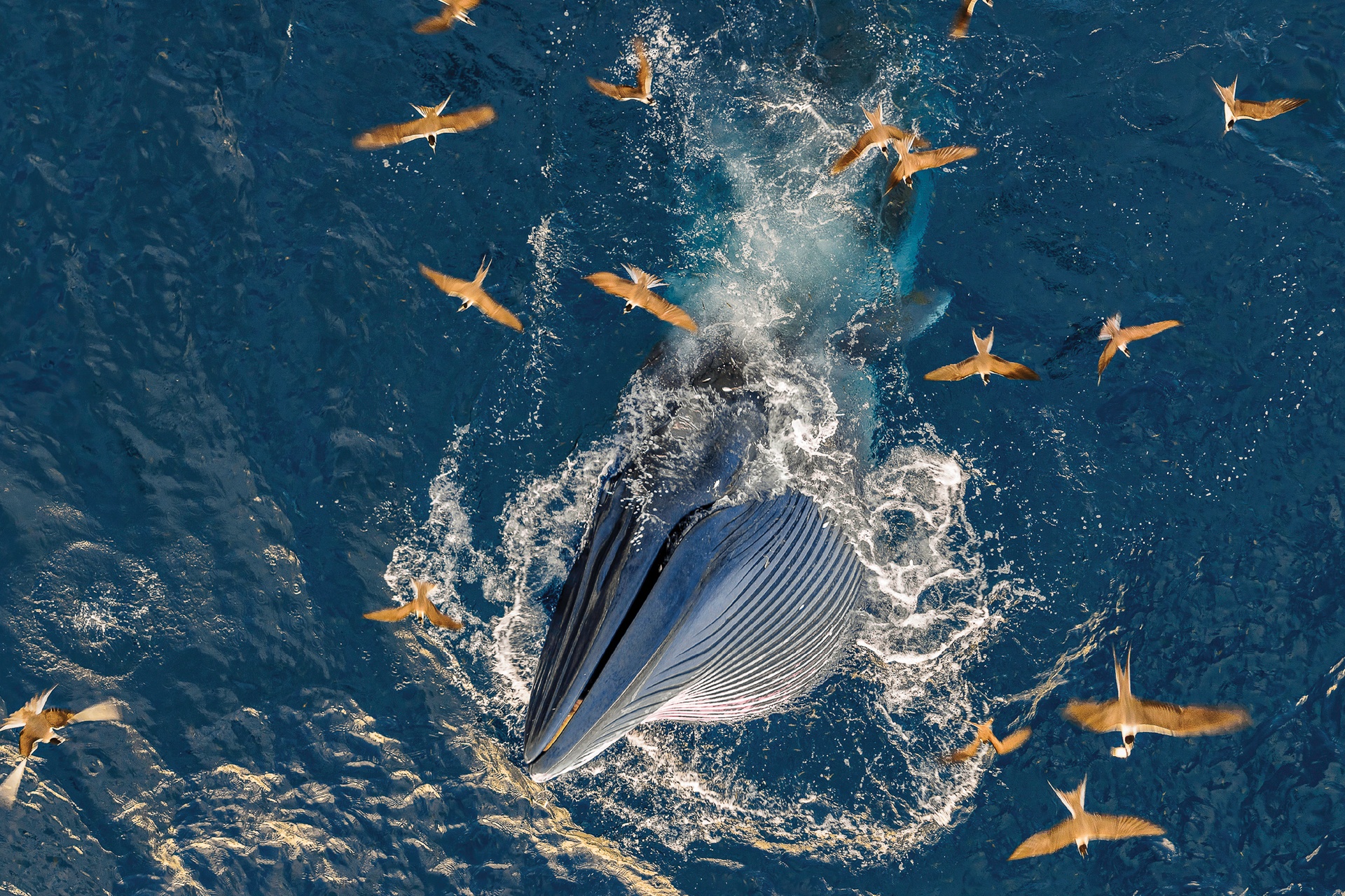 Pan Hoang Da Vietnam, bratr 14