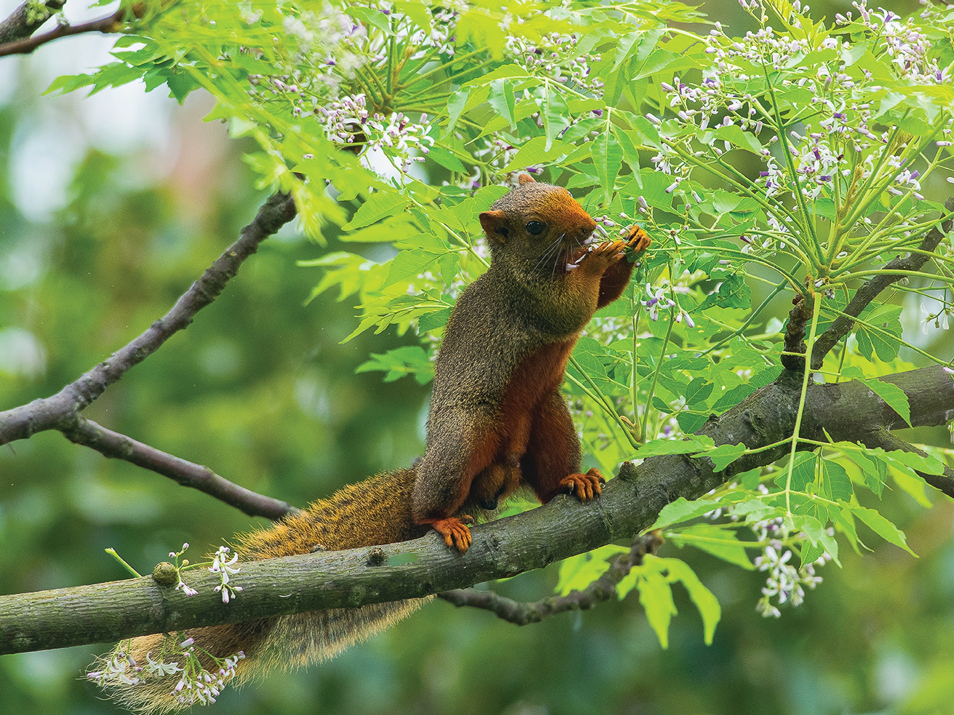 Pan Hoang z Vietnamu, 16 let
