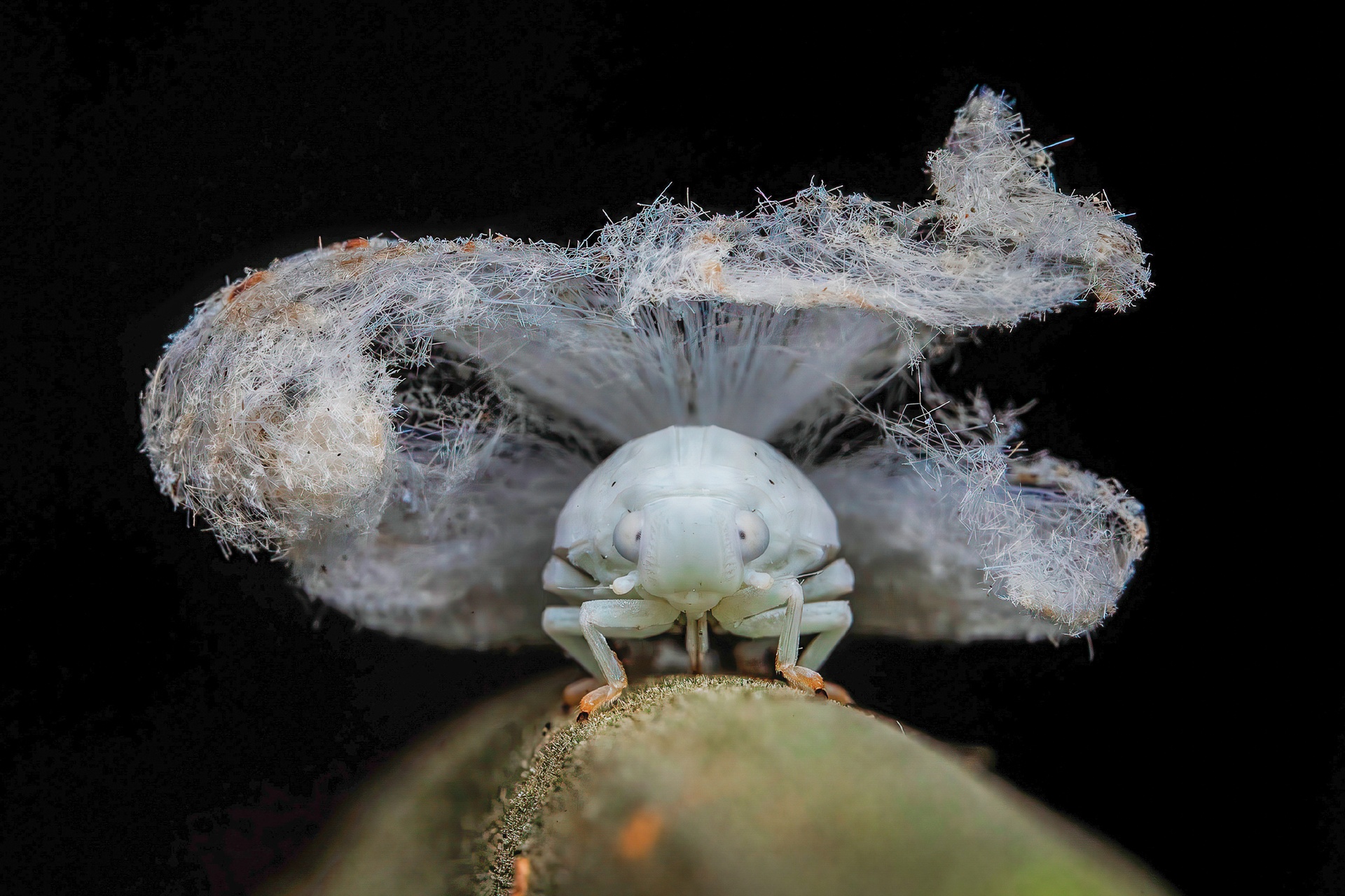 Pan Hoang Da Vietnam, 1. část