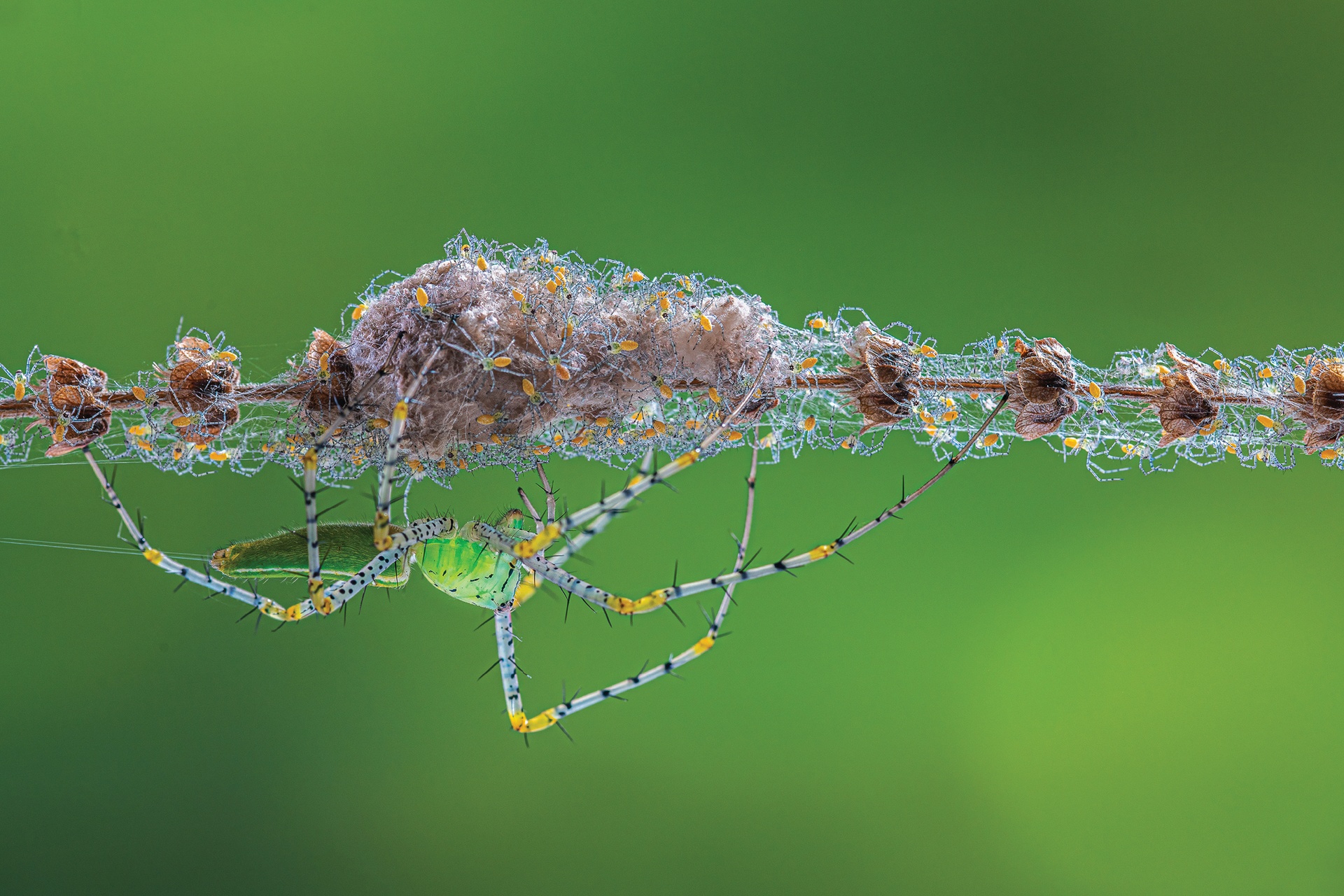 Mr. Hoang Da Vietnam, part 7