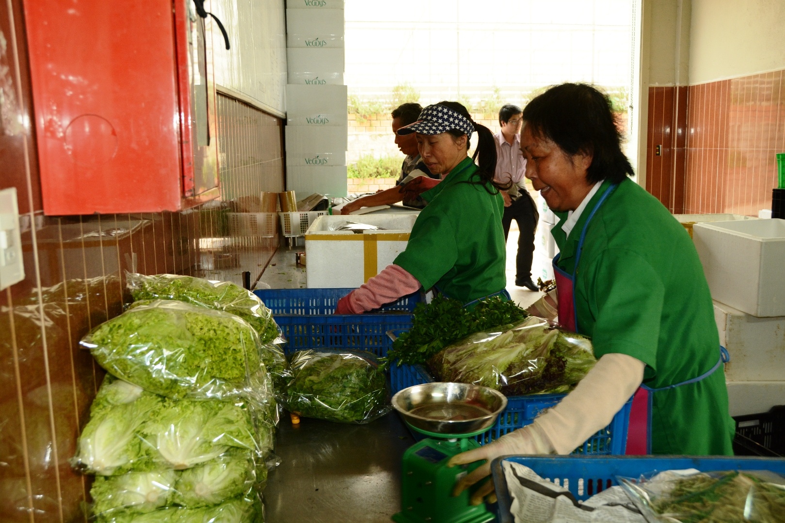 Đóng gói rau thủy canh xuất đi tiêu thụ. Ảnh: Thạch Thảo.