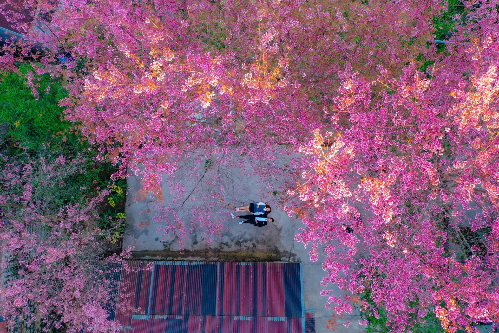 Dang Hoai Anh anh 6