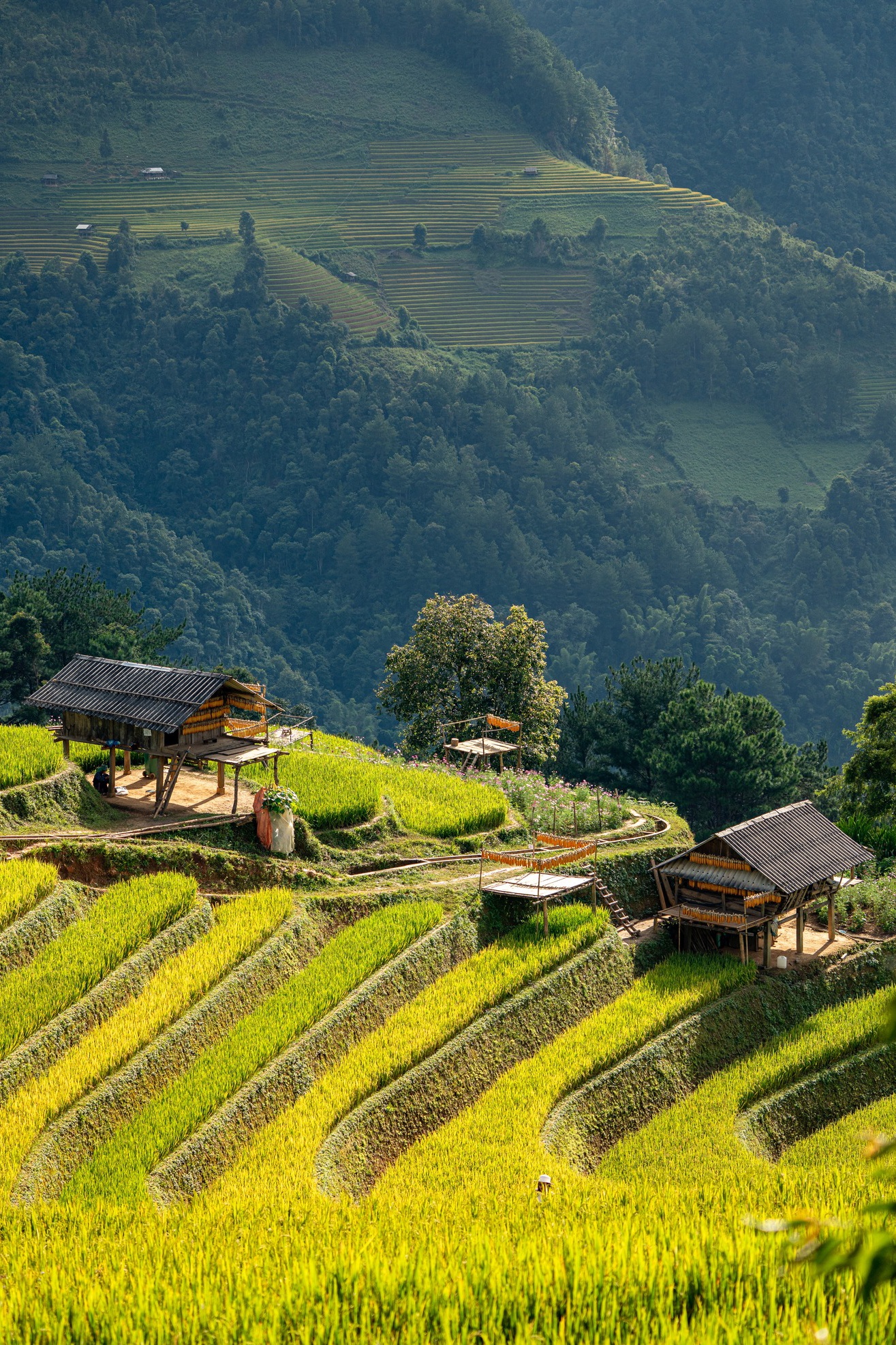 Mu Cang Chai រូបថត ១១