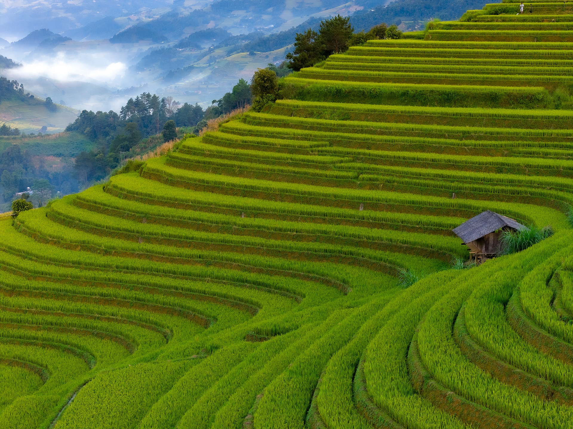Mu Cang Chai រូបថត ៣