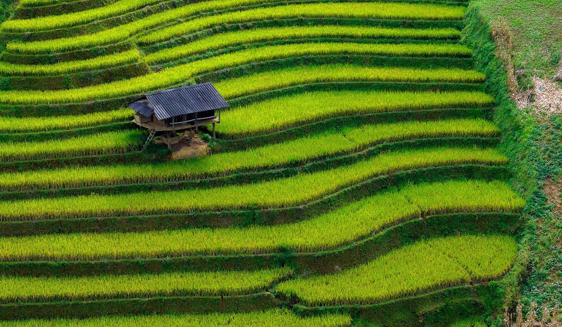 Mu Cang Chai រូបថត ៤