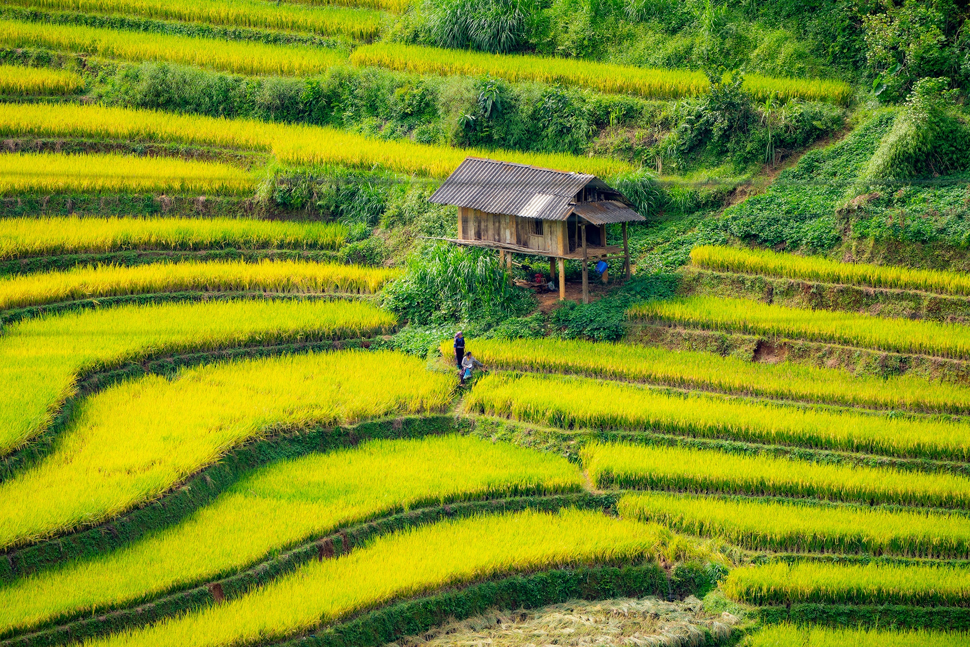 Mu Cang Chai រូបថត ១៣