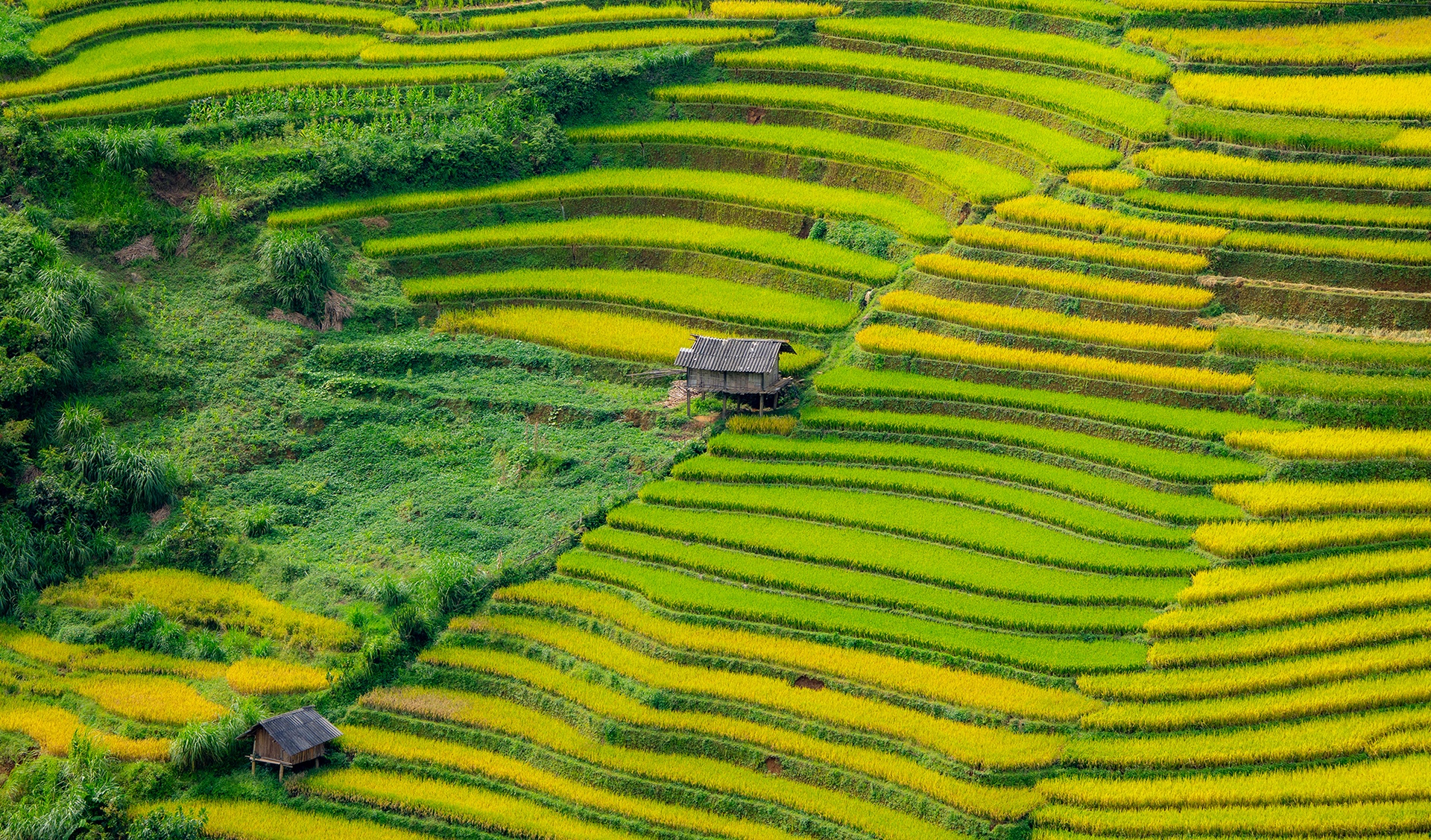 Mu Cang Chai Anh ១៧