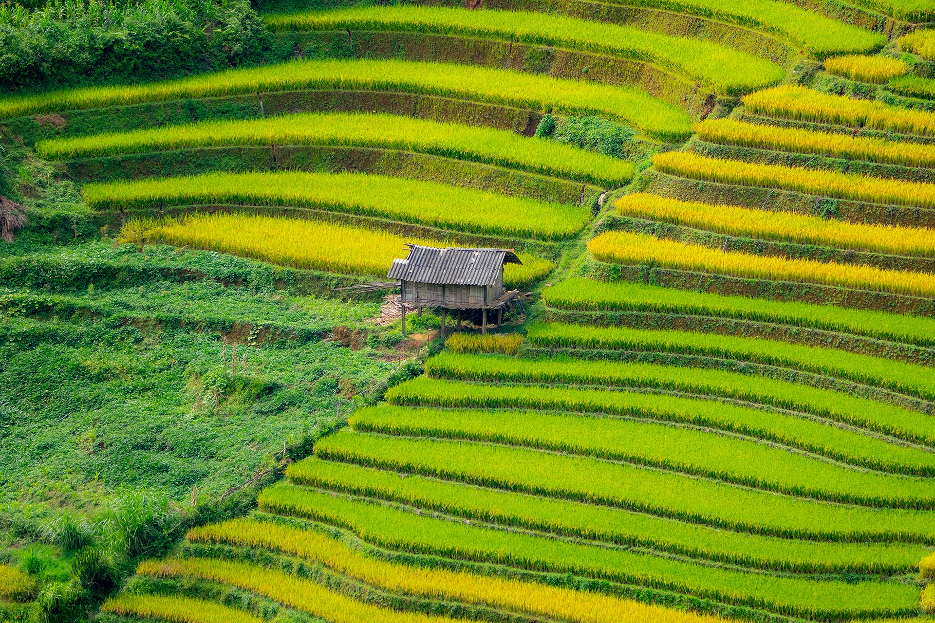 Mu Cang Chai Anh ១៤