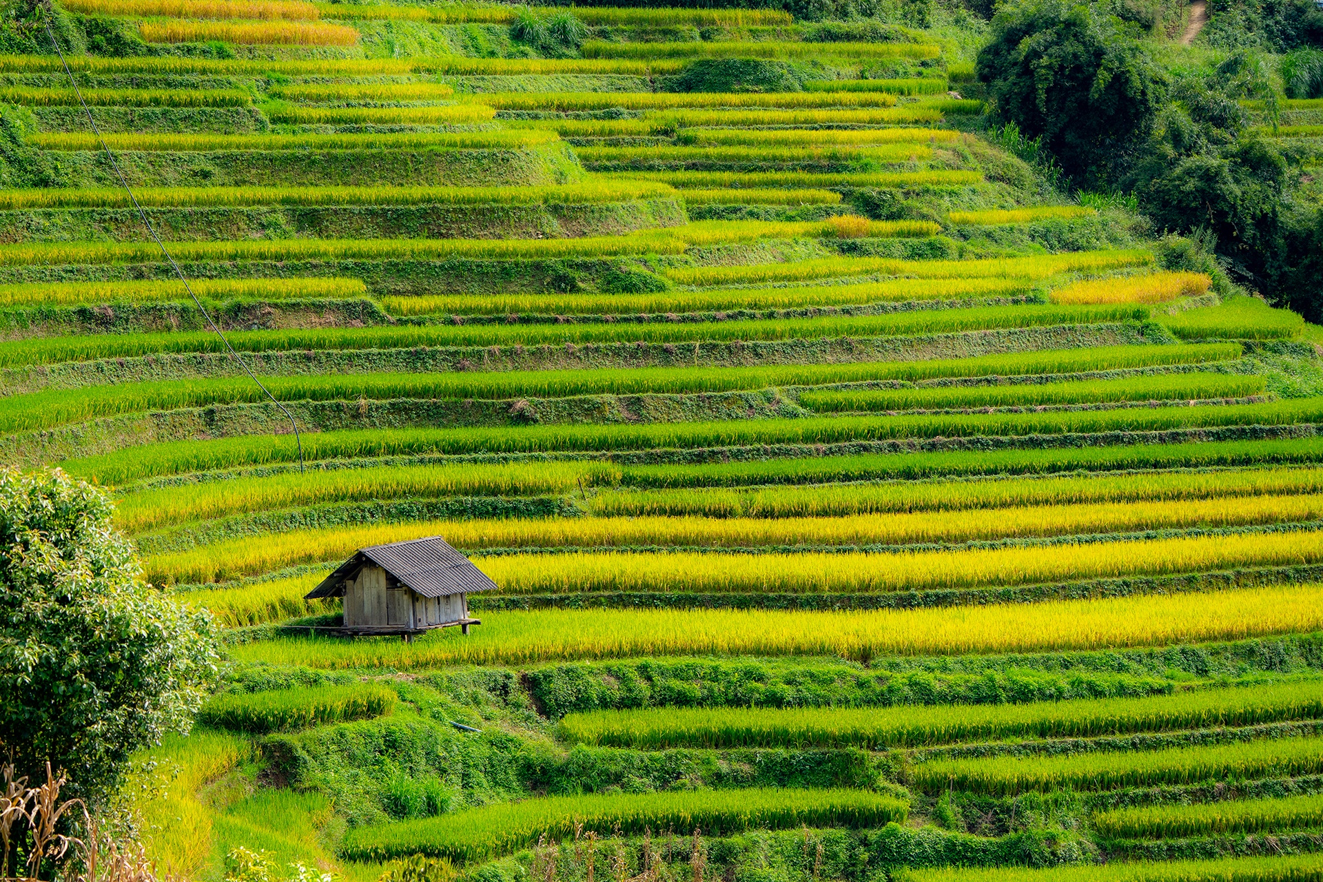 Mu Cang Chai Anh ១៦