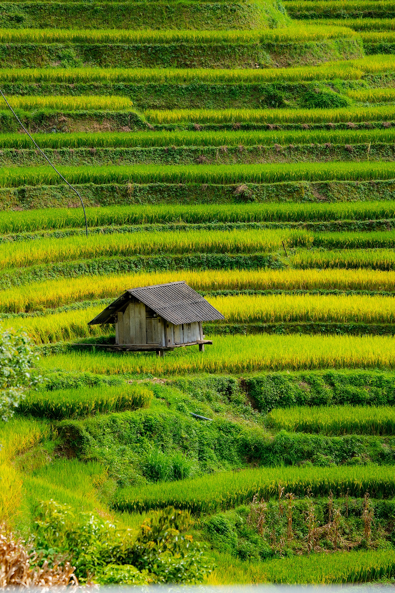 Mu Cang Chai រូបថត ១០