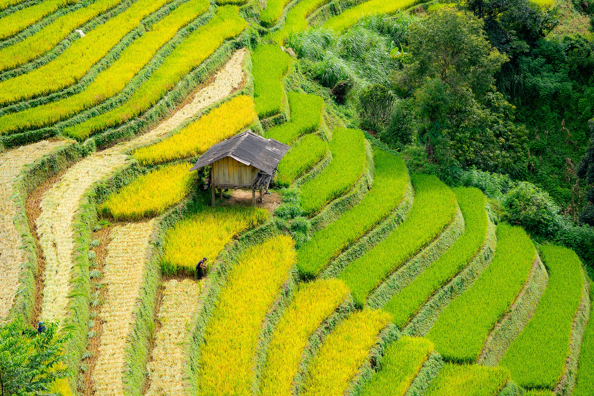 Mu Cang Chai Anh ១៥