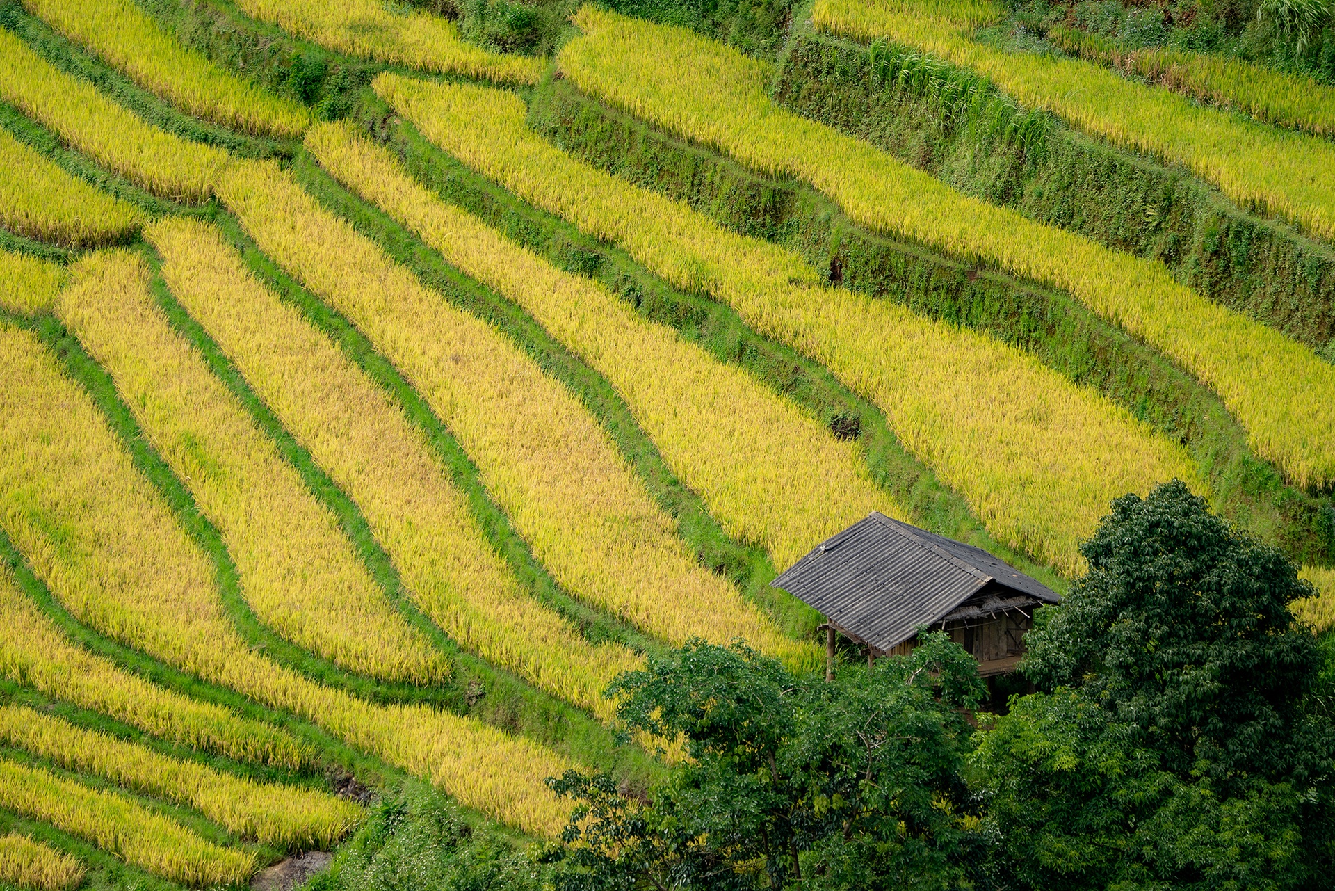 Mu Cang Chai រូបថត ៨