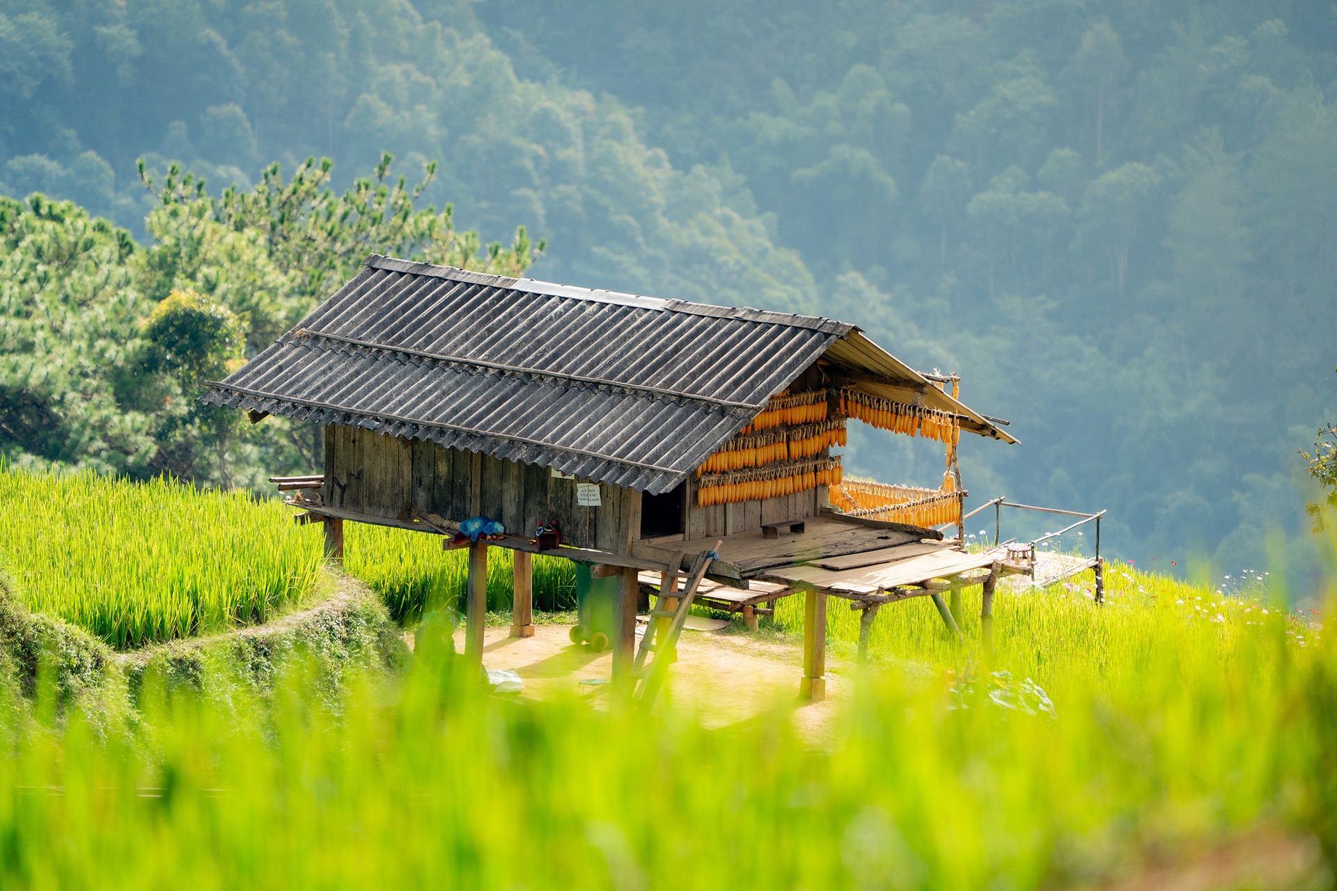 Mu Cang Chai រូបថត ១២