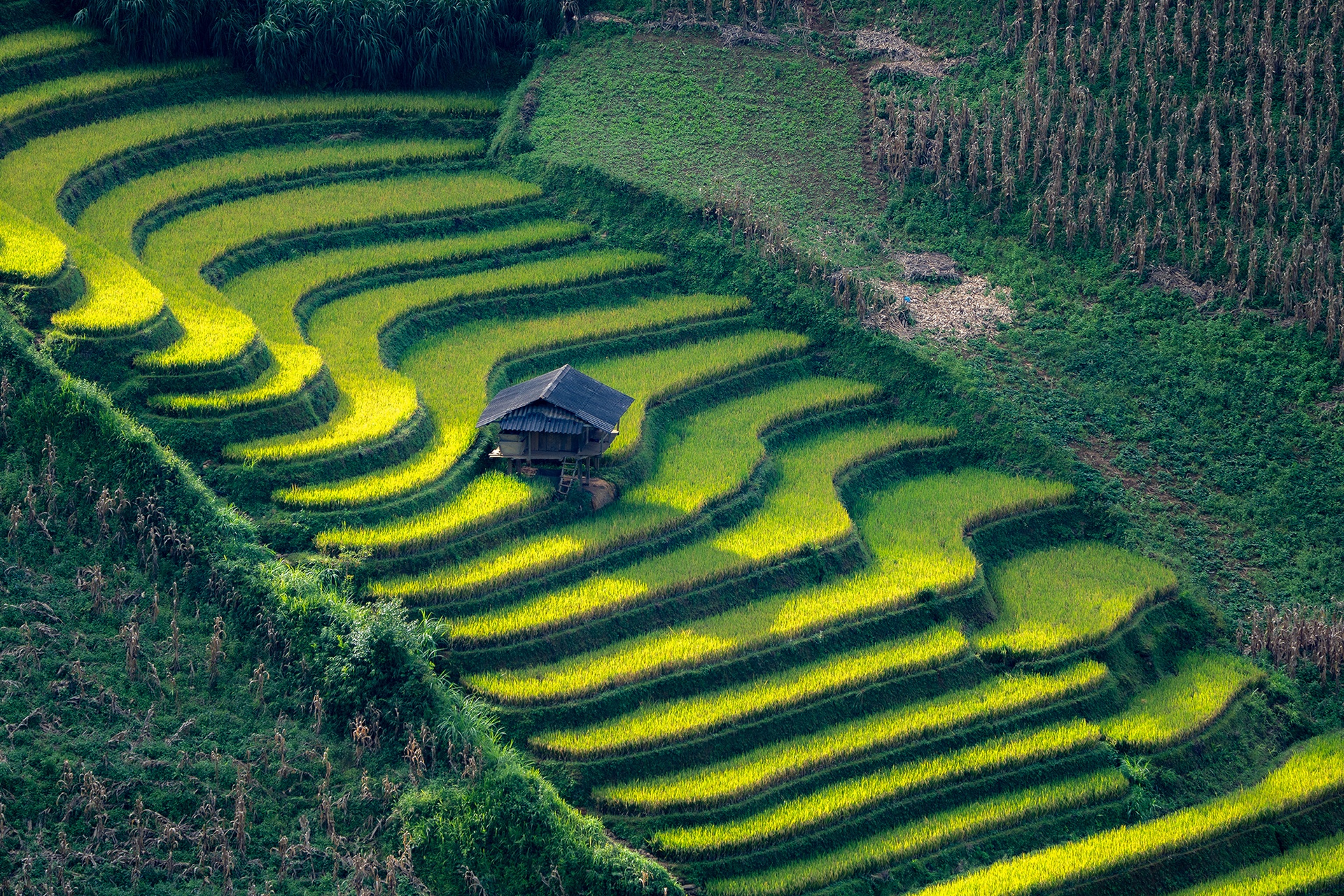 Mu Cang Chai Anh ១៨
