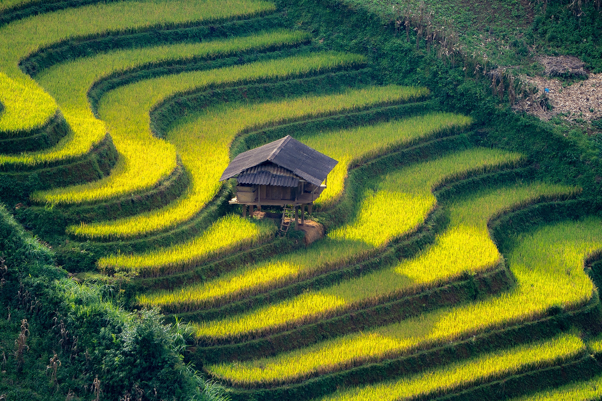 Mu Cang Chai Anh ១៩
