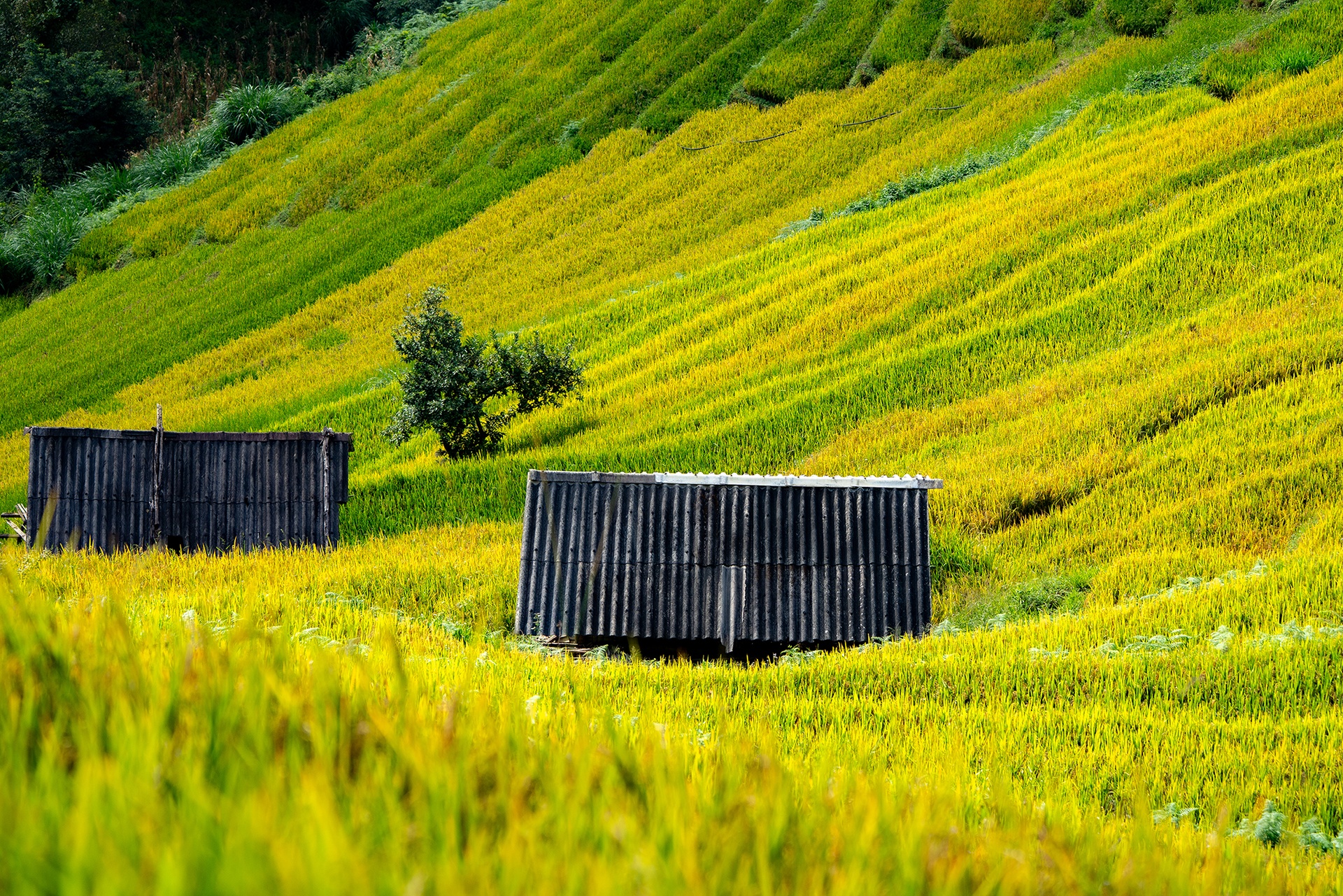 រូបថត Mu Cang Chai ៧