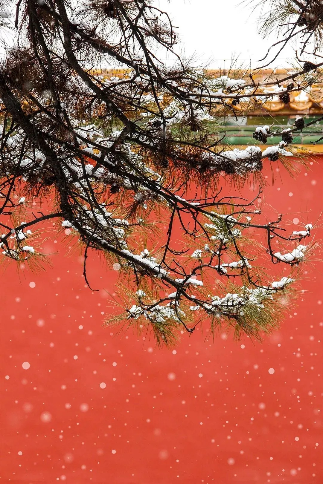 tuyet, Tu Cam Thanh anh 5