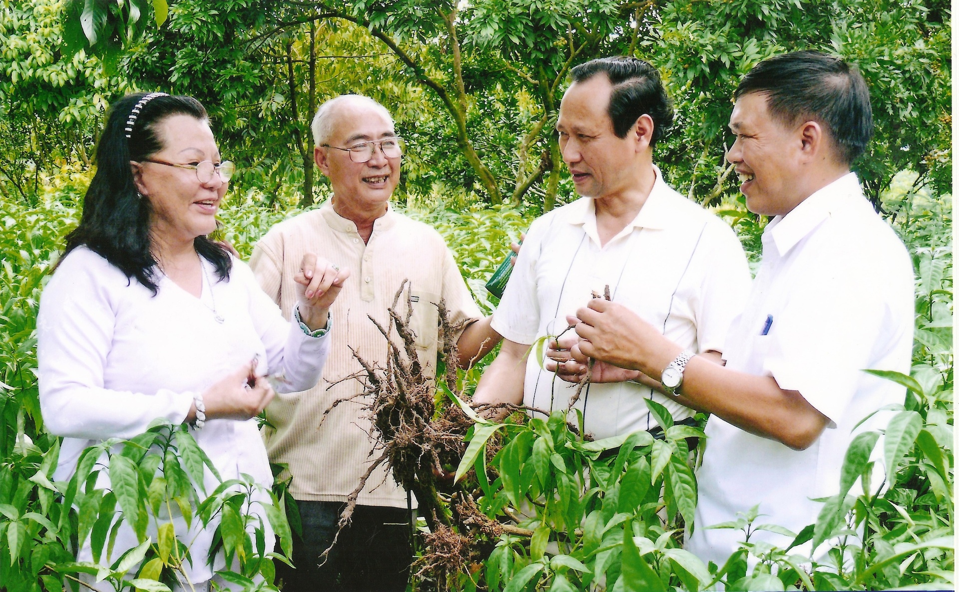 Các nhà khoa học xác định thành phần rễ cây hoàn ngọc phải đủ 7 năm tuổi mới cho nhiều hoạt chất quý 