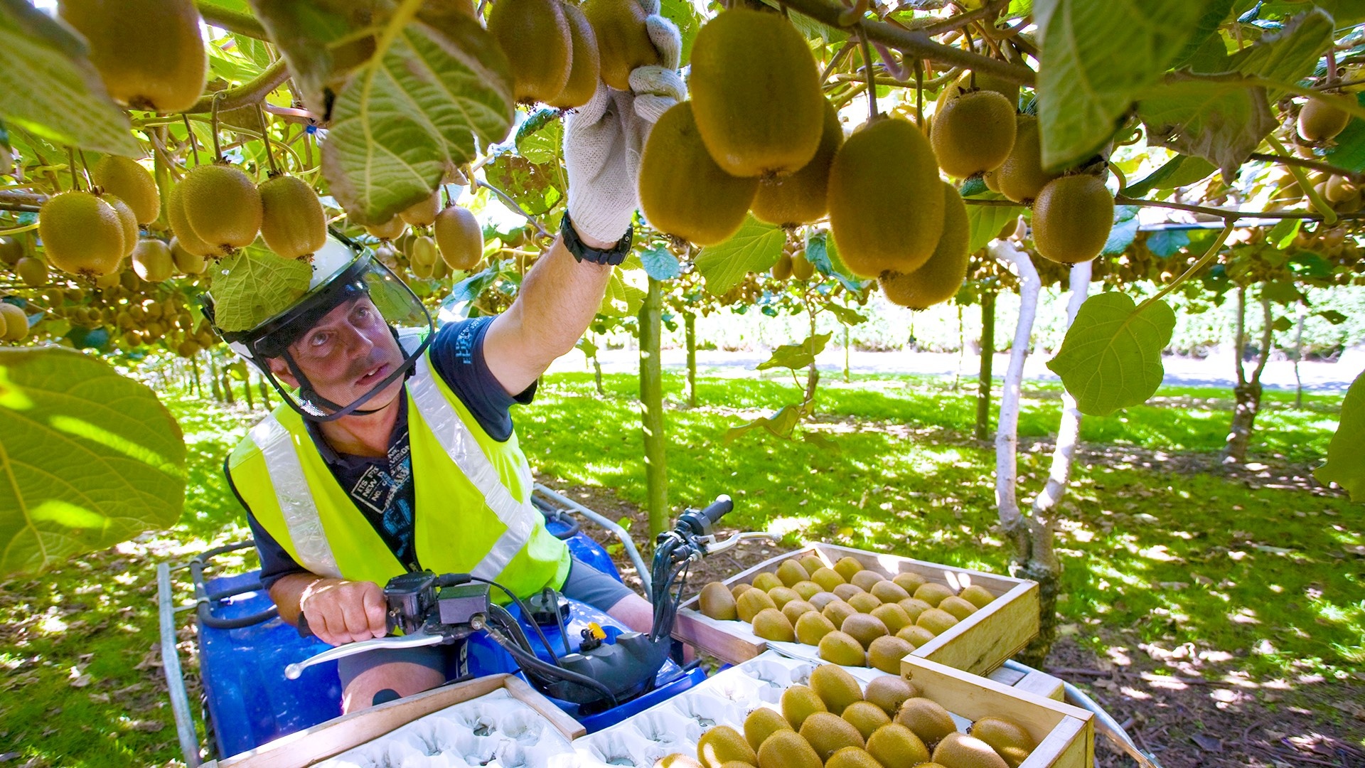 Kiwi Zespri anh 2