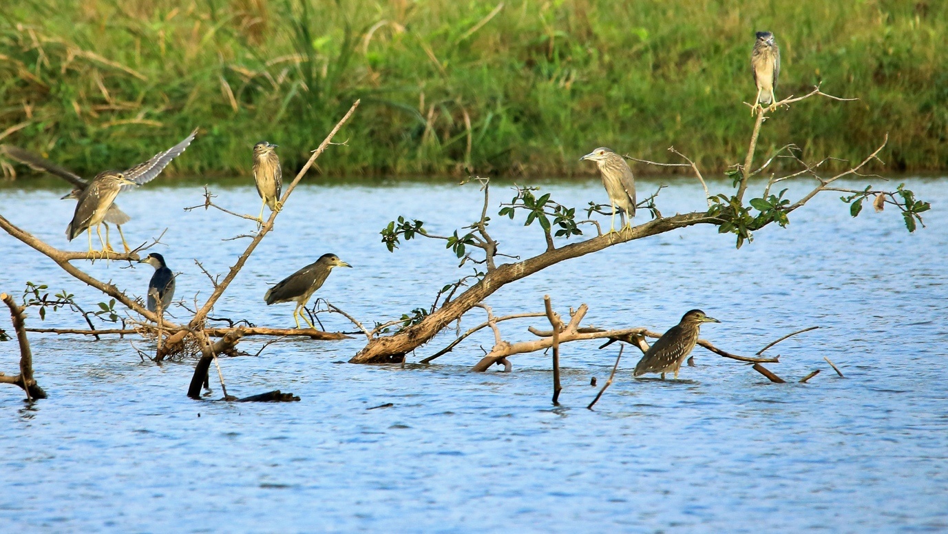 Ecopark anh 2