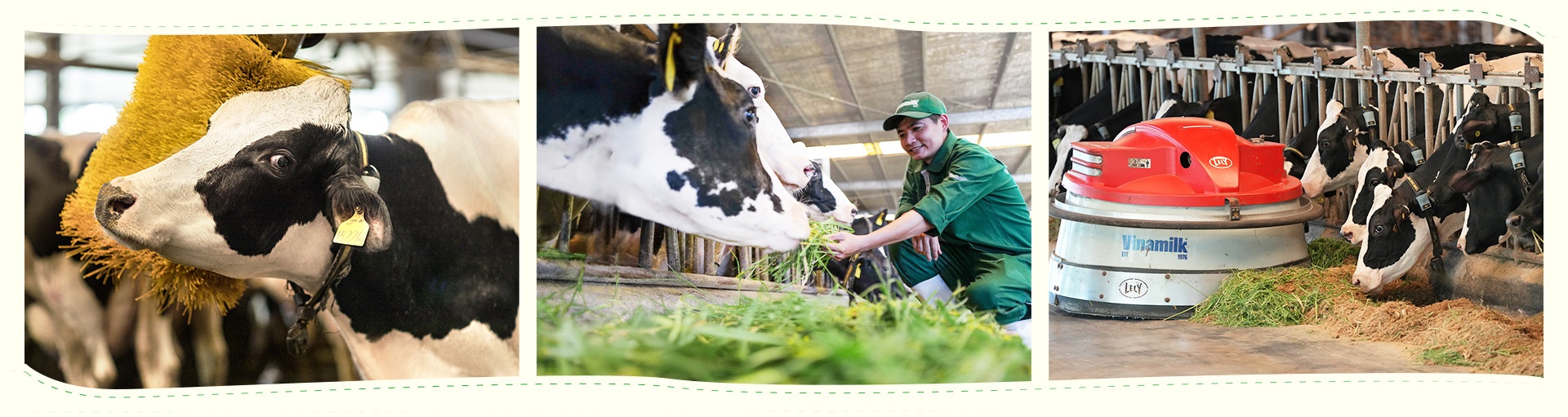 Trang trại Vinamilk ảnh 9 Trang trai Vinamilk anh 9