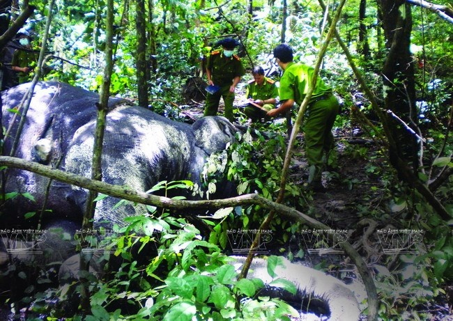 Cơ quan công an đang kiểm tra hiện trường vụ hai cá thể voi hoang dã bị giết chết trong Vườn quốc gia York Đôn vào tháng 8/2013.Cơ quan công an đang kiểm tra hiện trường vụ hai cá thể voi hoang dã bị giết chết trong Vườn quốc gia York Đôn vào tháng 8/2013. (Nguồn: Báo ảnh Việt Nam/Vietnam+)
