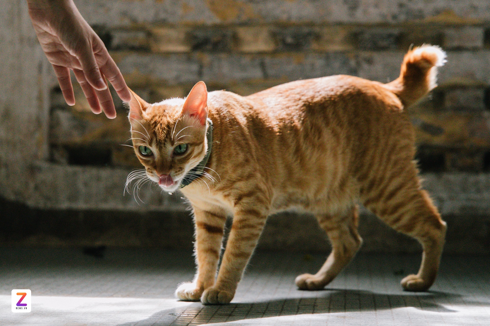 phim bo gia tran thanh anh 16