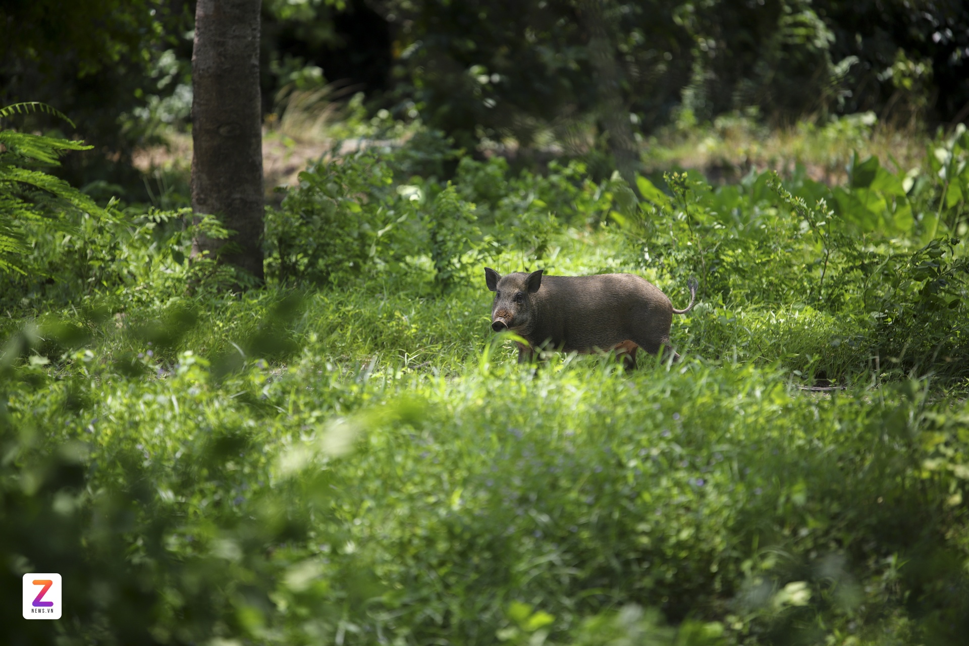 bat dong san binh duong anh 12