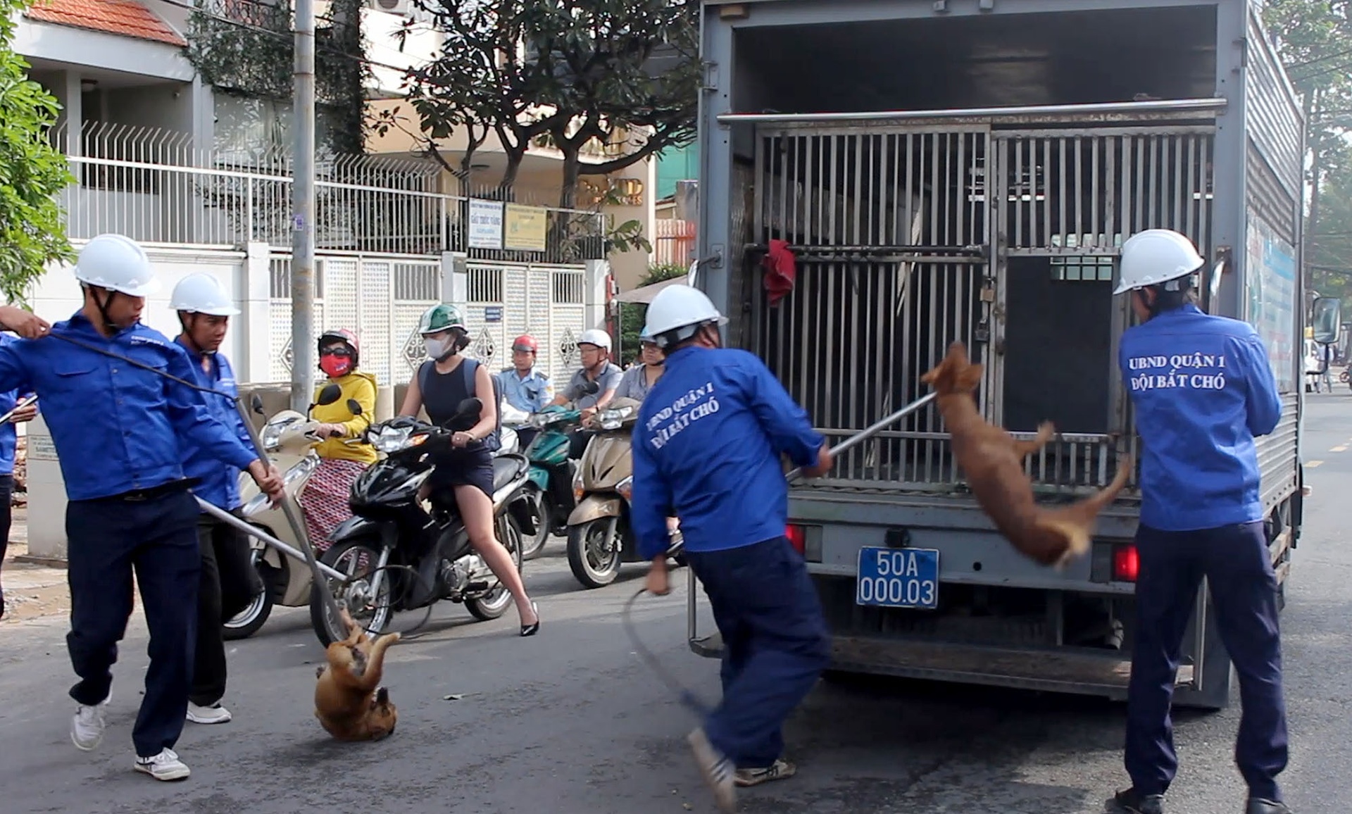 bat cho tha rong o sai gon anh 1