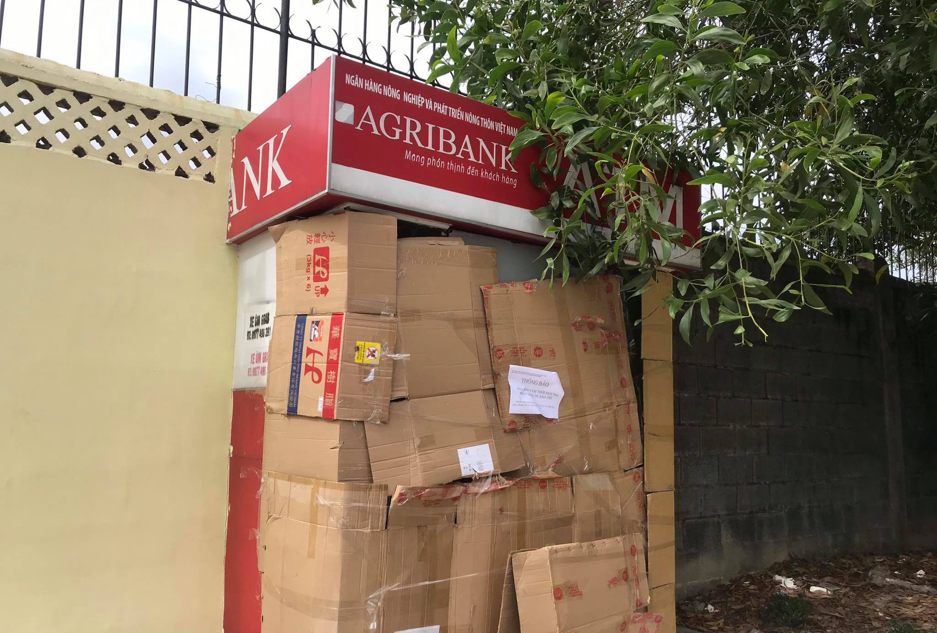 trom cay atm o Binh Duong anh 1
