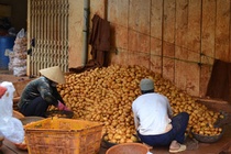 Cách phân biệt khoai tây Trung Quốc 'đội lốt' Đà Lạt