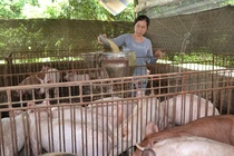 Mong quan doi, cong an, doan thanh nien ‘giai cuu' thit heo hinh anh