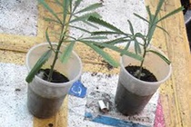 Khu vực chế biến và cất giấu cần sa.