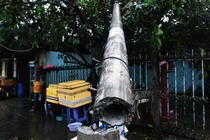 Tru dien, cay xanh gay do hang loat sau tran loc xoay ap vao Sai Gon hinh anh