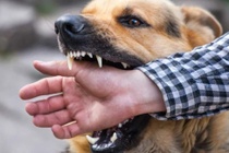 Tranh cãi việc nuôi chó ở Trung Quốc sau vụ bé 11 tuổi bị cắn chết